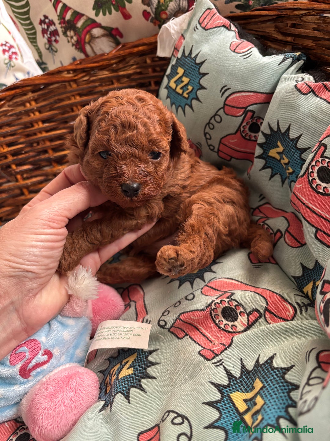 Caniche Toy perros en venta:  Caniche toy rojo  - Anuncio 2