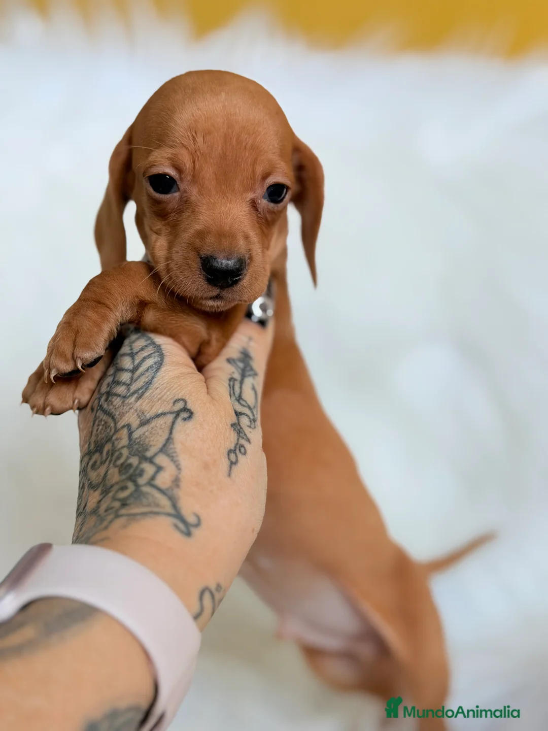 Teckel Miniatura perros en venta: Teckel Kaninchen rojo  - Anuncio 2