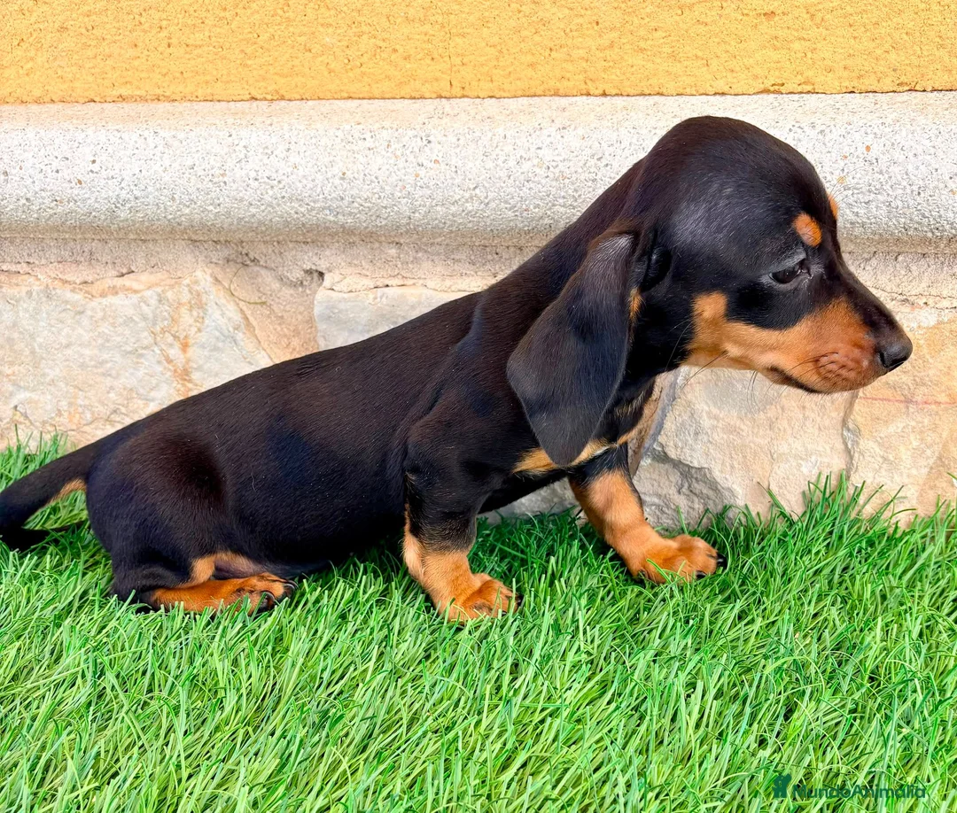 Teckel Miniatura perros en venta: Teckel miniatura negro fuego - Anuncio 2