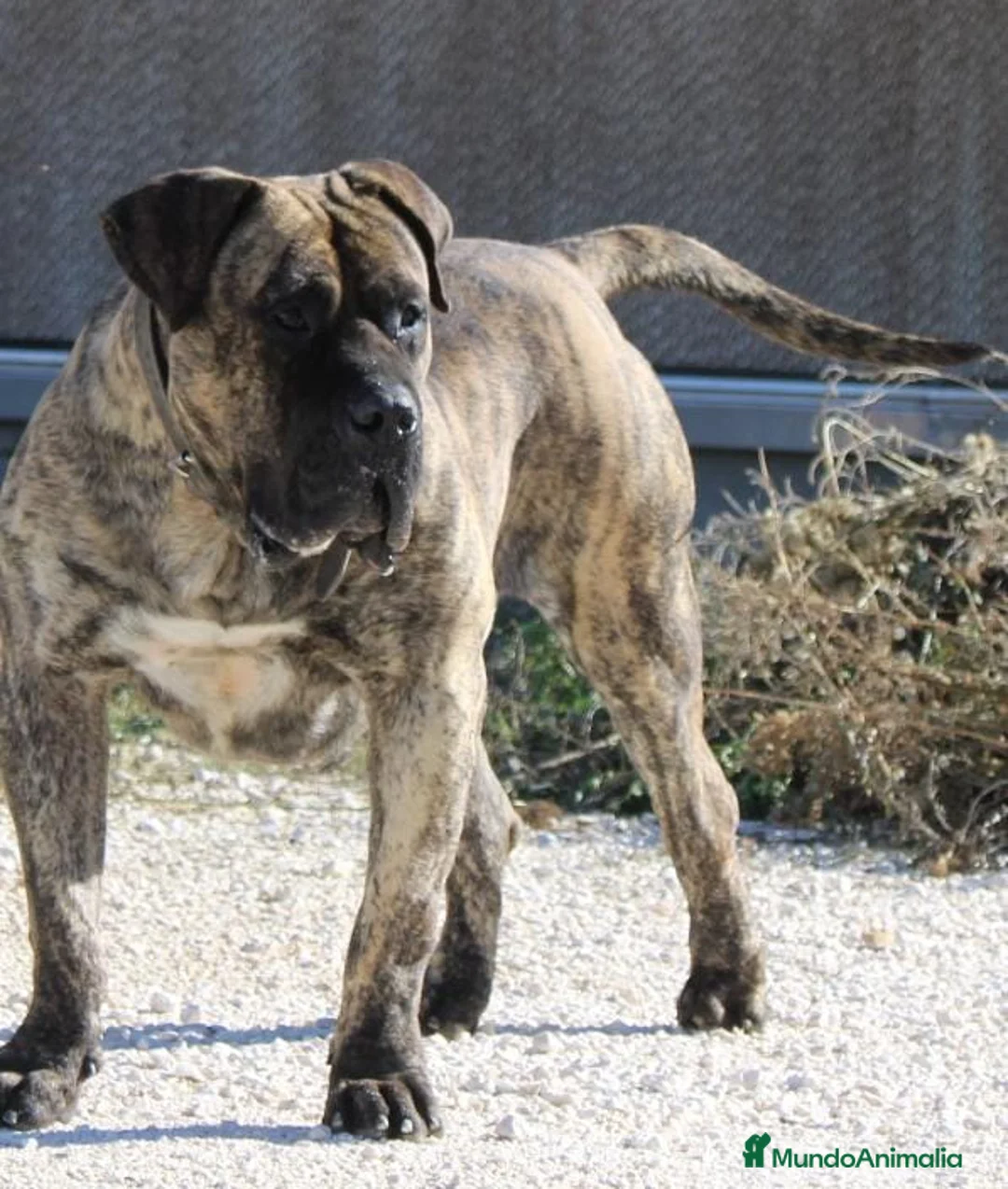 Presa Canario perros para monta: Presa canario - Anuncio 4