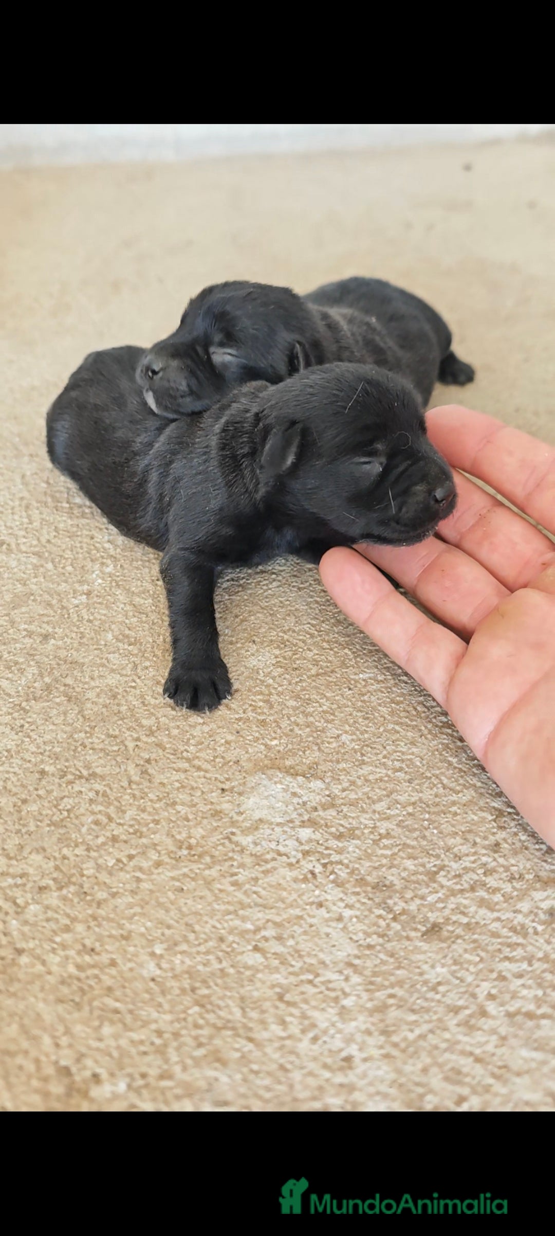 Schnauzer Miniatura perros en venta: Schnauzer mini  - Anuncio 2