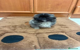 Shih Tzu perros en venta: Shih tzu macho  - Imagen 15