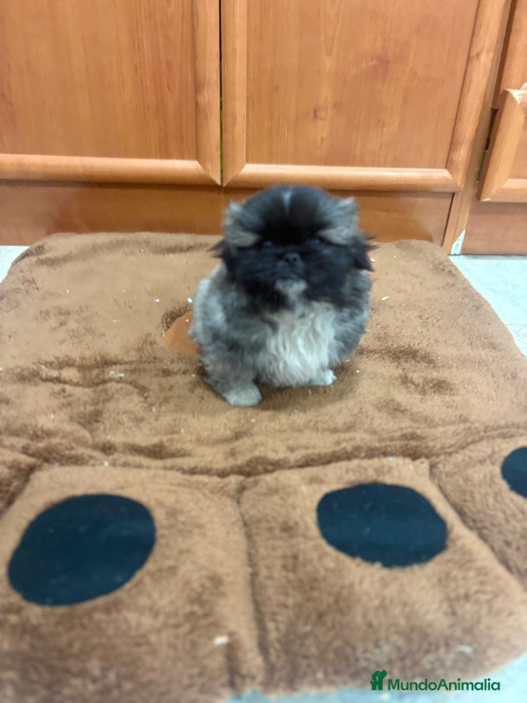 Shih Tzu perros en venta: Shih tzu macho  - Imagen 15