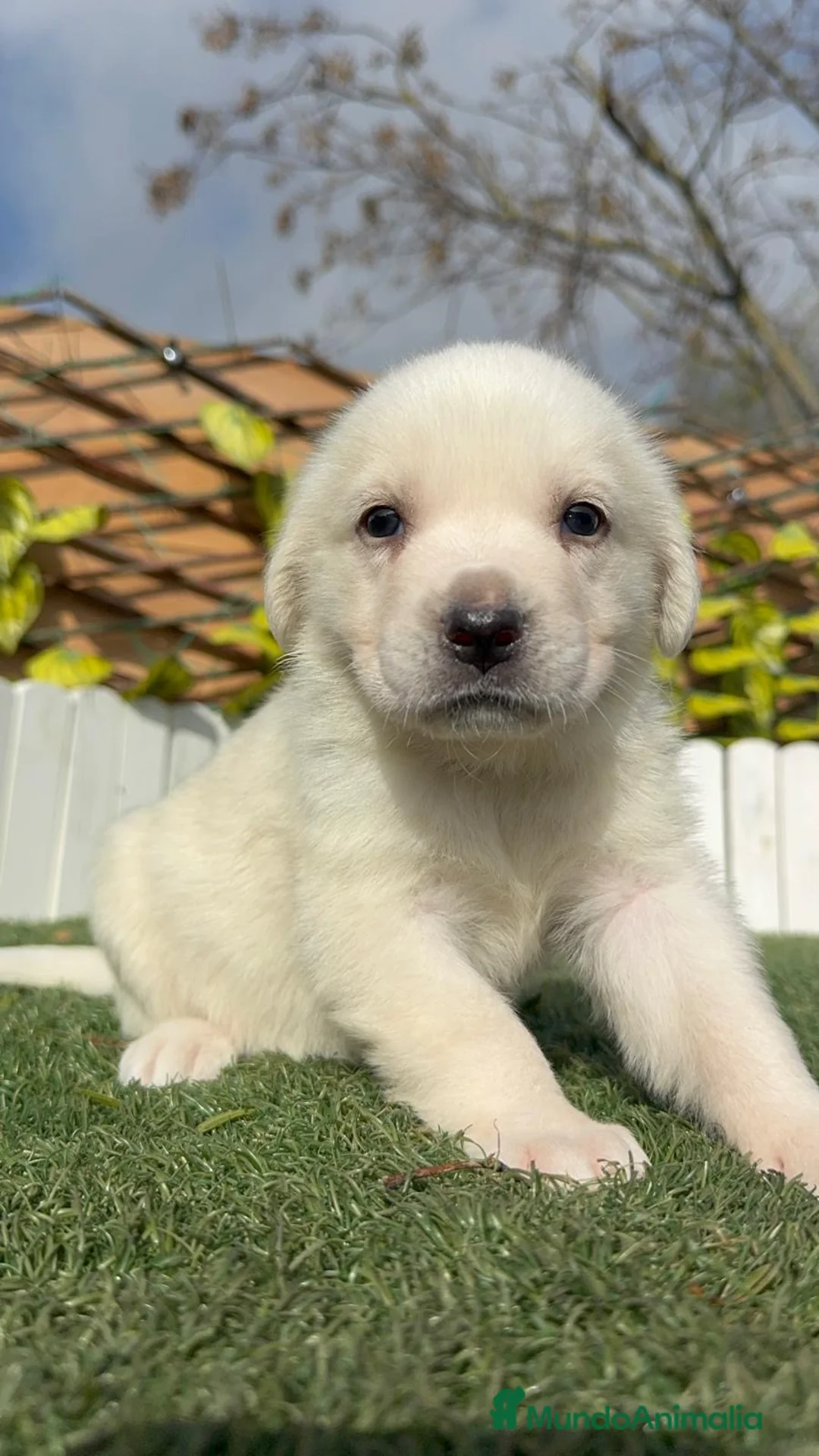 Mastín Español perros en venta: MASTIN ESPAÑOL HEMBRA - Anuncio 1