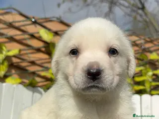 Mastín Español perros MASTIN ESPAÑOL HEMBRA - Anuncio 1