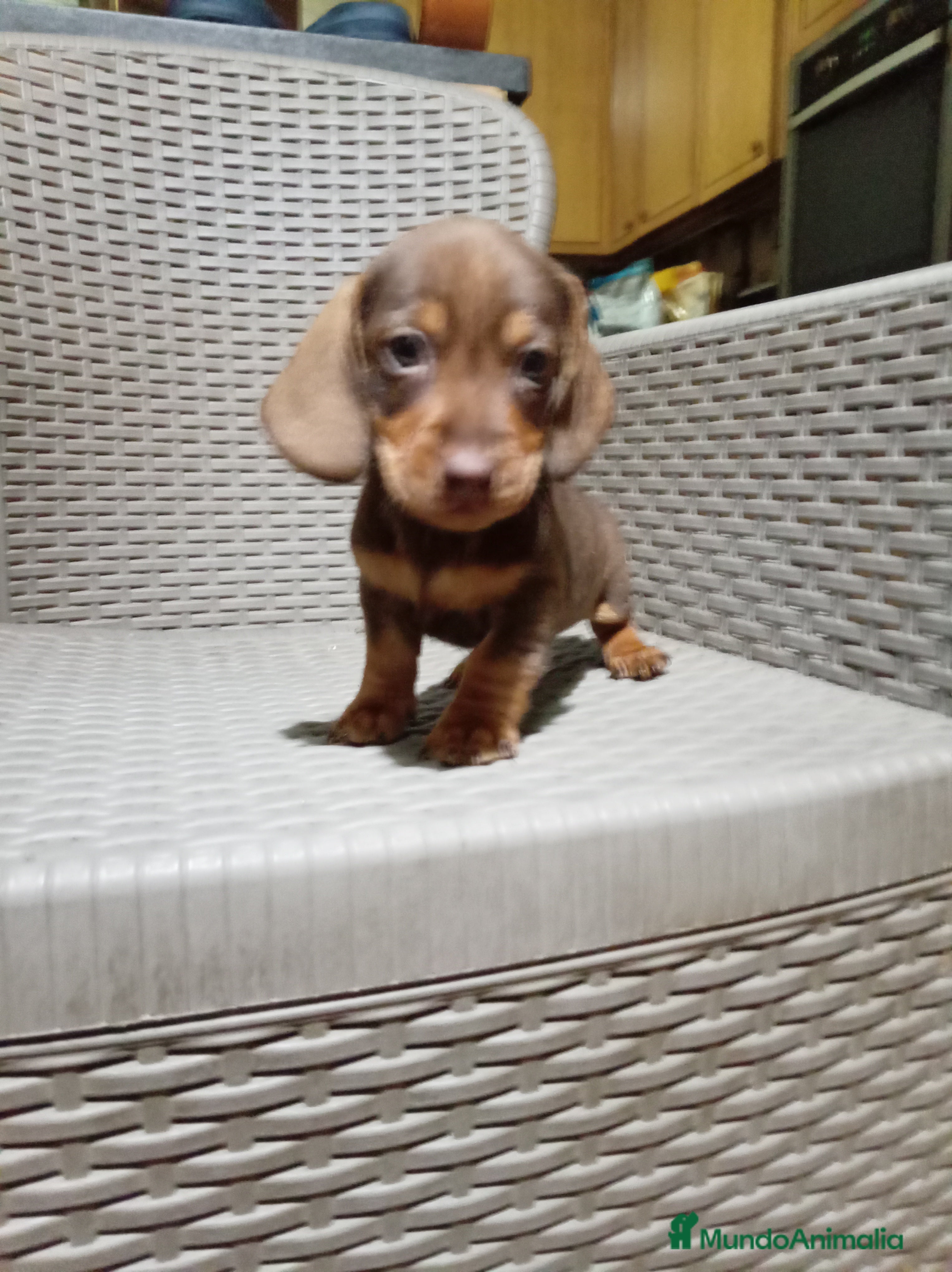 Teckel Miniatura perros Teckel mini - Anuncio 1