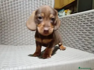 Teckel Miniatura perros Teckel mini - Anuncio 1