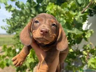Teckel Miniatura perros Teckel chocolate - Anuncio 1