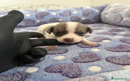 Raza Mixta perros en venta: CHIWHIP - Imagen 1