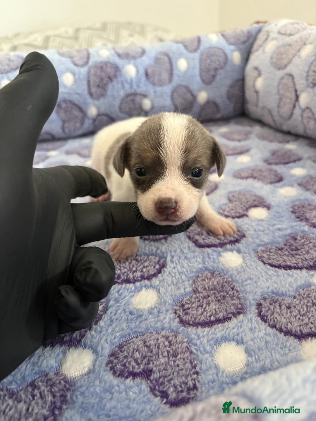 Raza Mixta perros en venta: CHIWHIP - Imagen 1