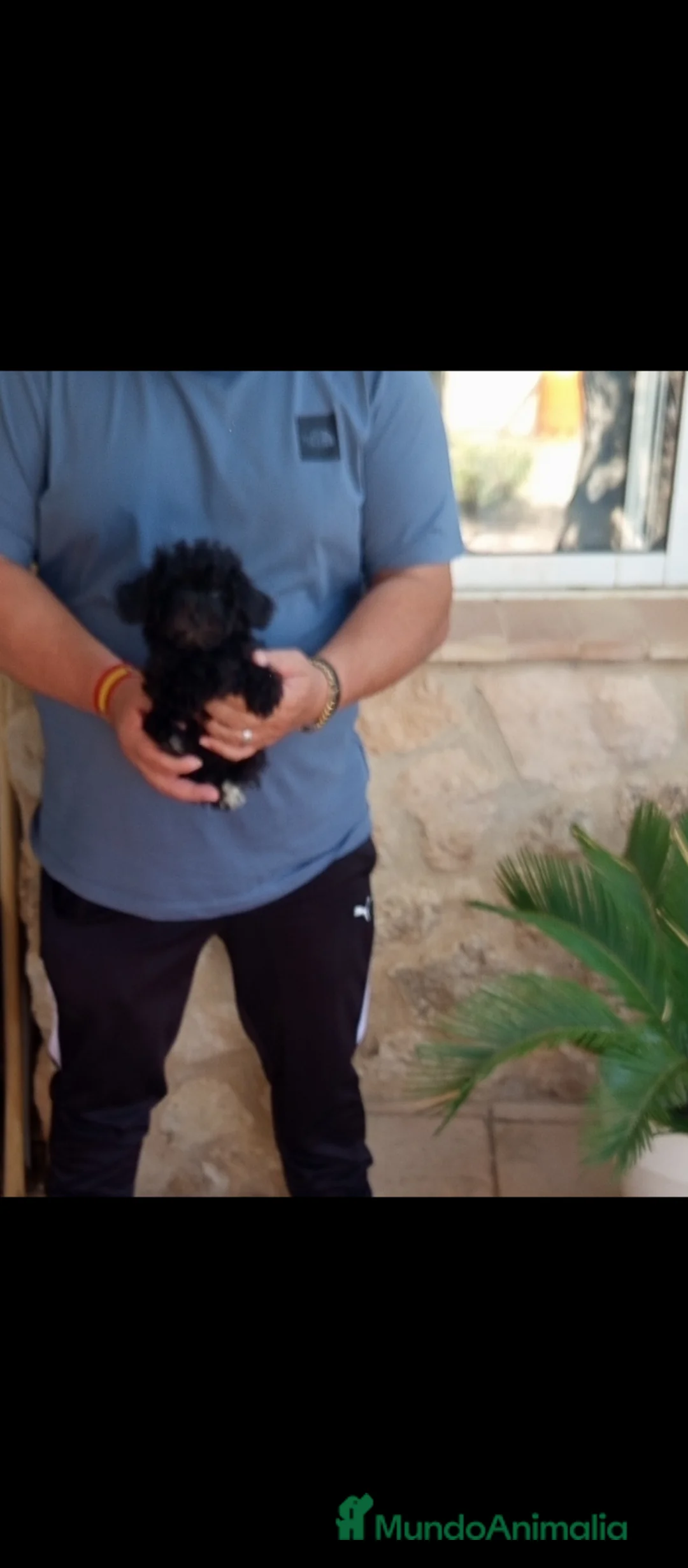 Caniche Toy perros en venta: Caniches toy muy pequeños - Anuncio 3
