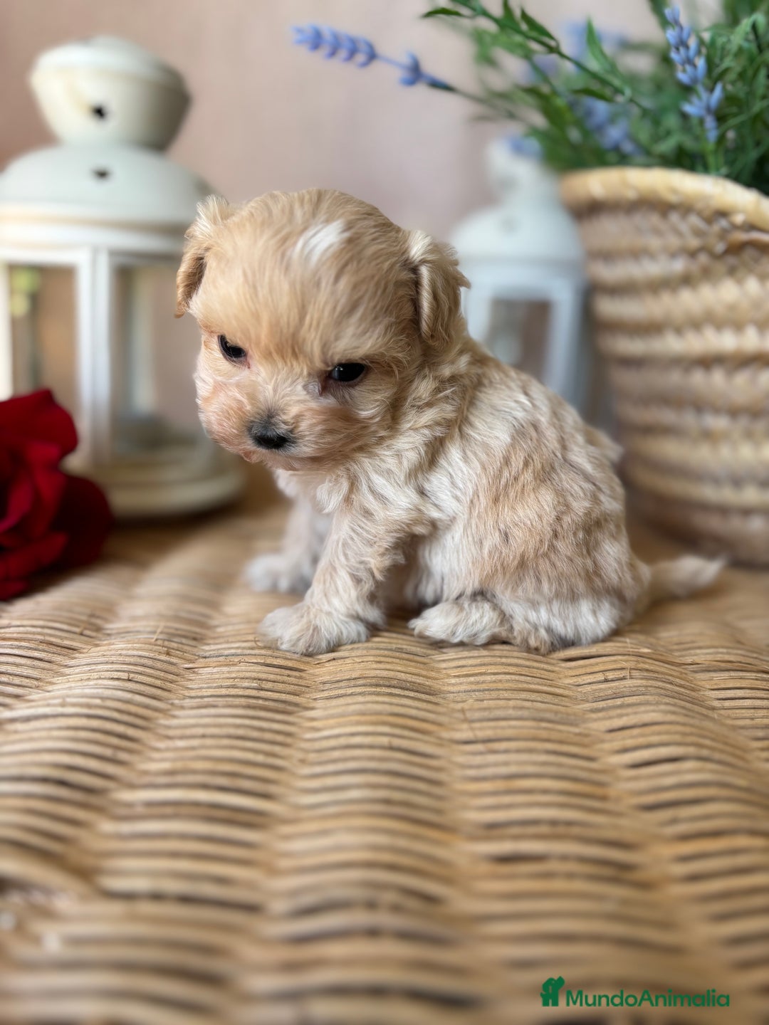 Maltipoo perros en venta: Maltipoo hembra tacita de té !!! - Imagen 4