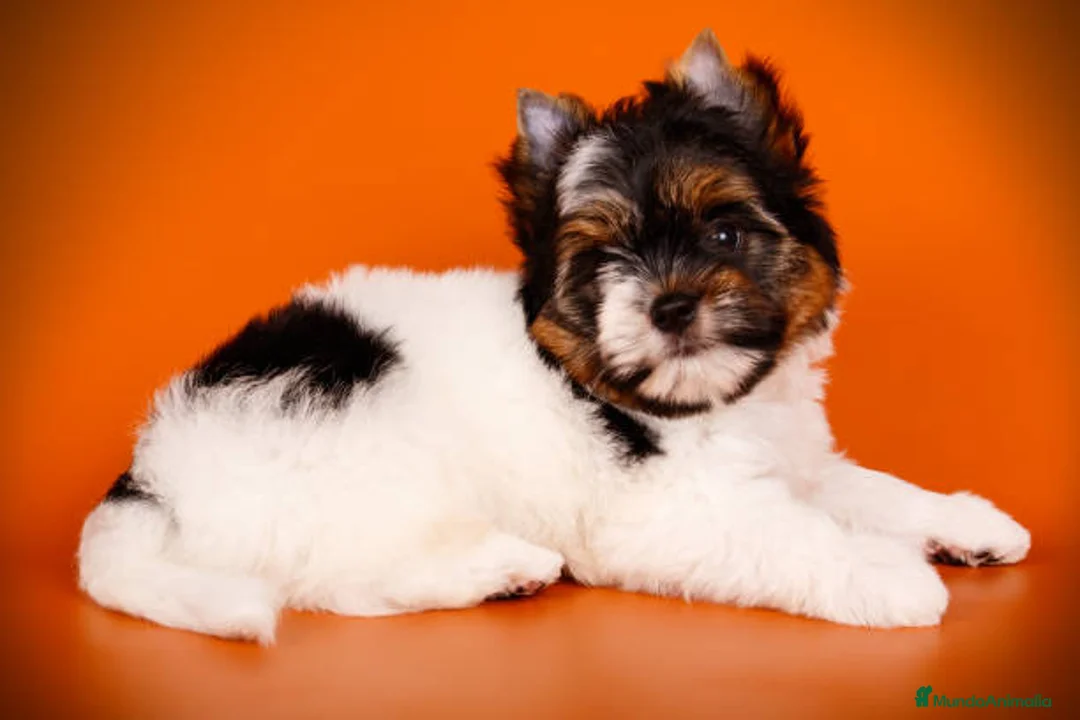 Biewer Yorkshire Terrier a la Pom Pon perros en venta: Yorkshire biewer cachorro  - Anuncio 3