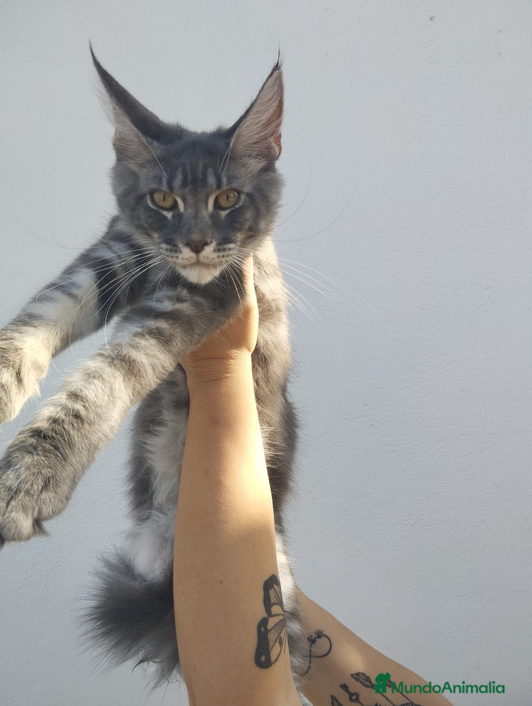 Maine Coon gatos en venta: Maine Coon macho tamaño grande - Imagen 2