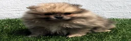 Pomerania perros en venta: Pomerania - Anuncio 11
