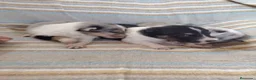 Collie de Pelo Largo perros en venta: Rough collie blue y tricolor  - Anuncio 14