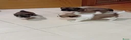 Shih Tzu perros en venta: Cachorros de Shih-tzu  - Anuncio 5