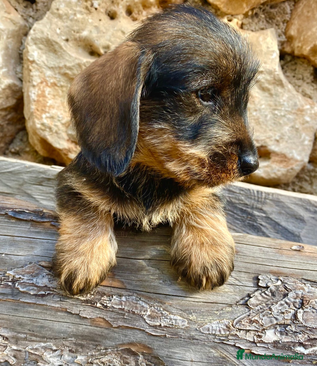 Teckel Miniatura perros en venta: TECKEL KANINCHEN (el más pequeño) MAGNIFICOS - Anuncio 4