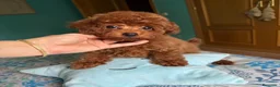 Caniche Toy perros en venta: Caniche toy, con vacunación completa!! - Anuncio 2
