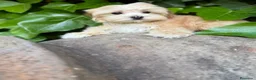 Maltipoo perros en venta: Maltipoo!!!! - Anuncio 6