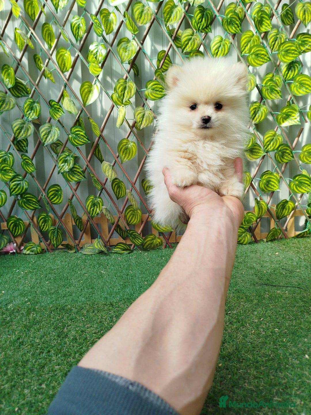 Pomerania perros en venta: Pomeranias toy  - Anuncio 5