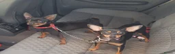 Ratón de Praga perros en venta: Cachorro de ratón de Praga  - Anuncio 1