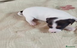 Jack Russell Terrier perros en venta: Jack Russell  - Imagen 11