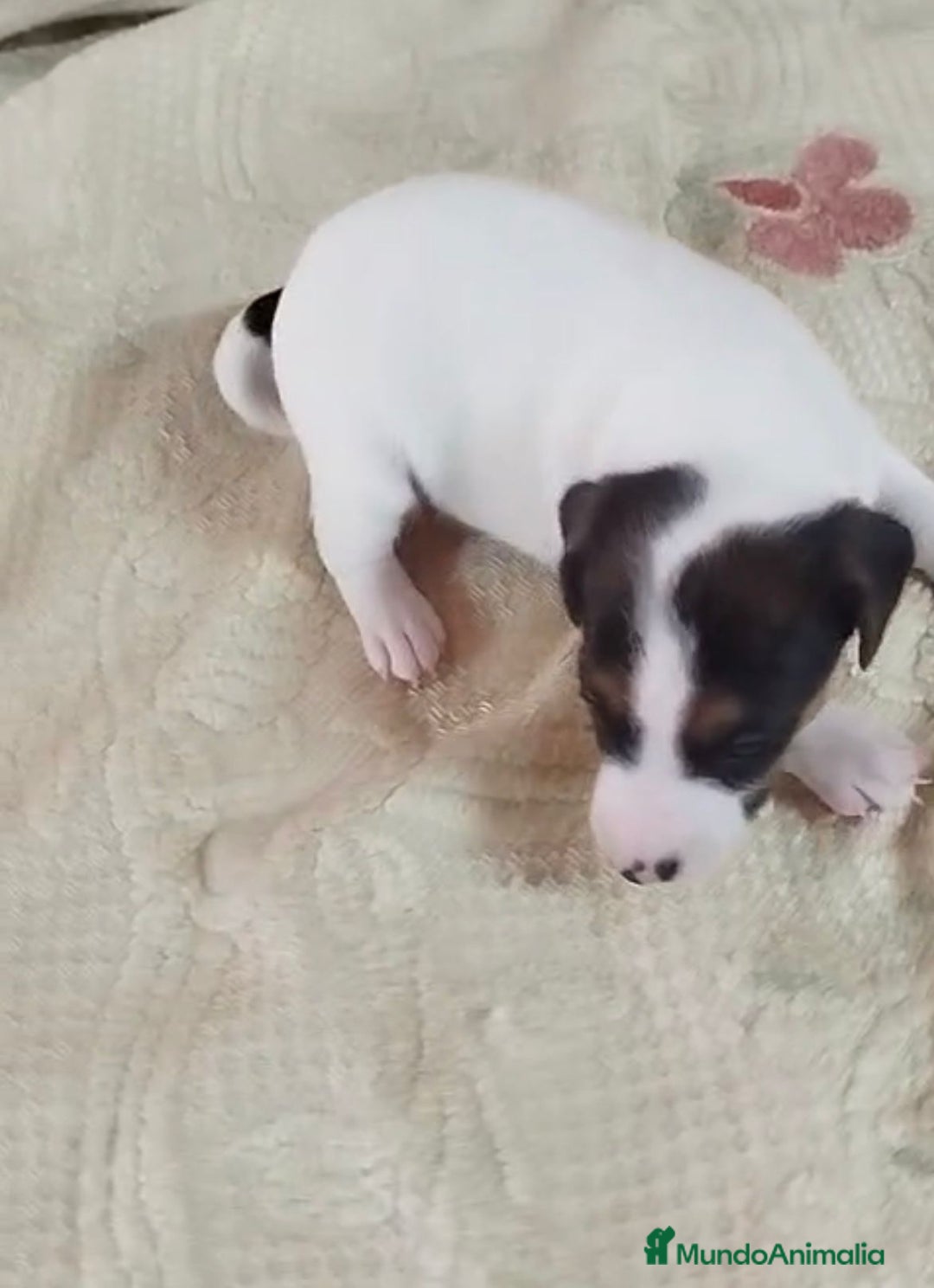 Jack Russell Terrier perros en venta: Jack Russell  - Imagen 11