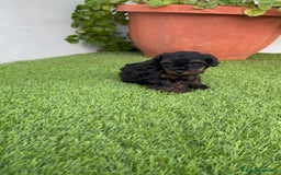 Caniche Toy perros en venta: CANICHE TOY HEMBRA - Imagen 14