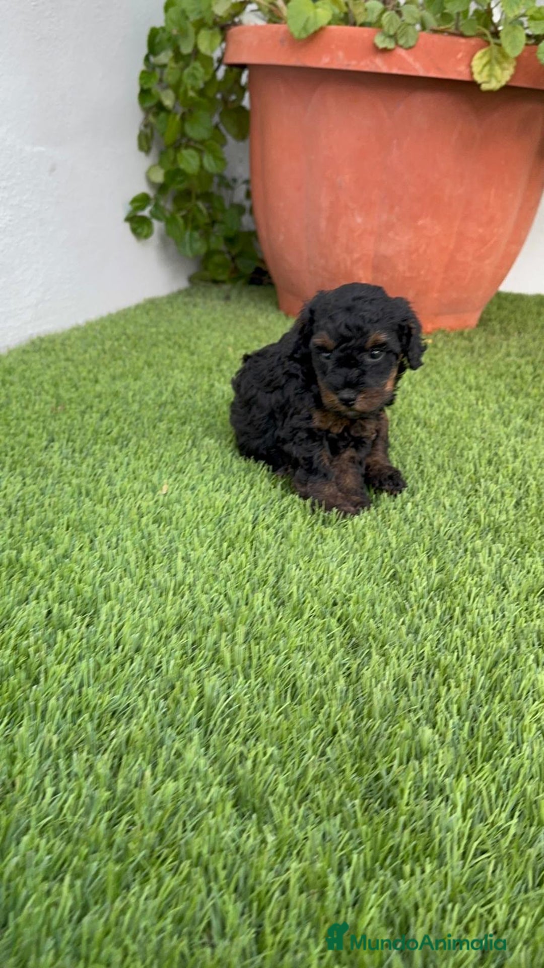 Caniche Toy perros en venta: CANICHE TOY HEMBRA - Imagen 14