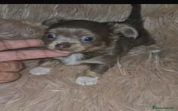 Chihuahua perros en venta: Chihuahua lilac ruso pelo largo  - Imagen 7