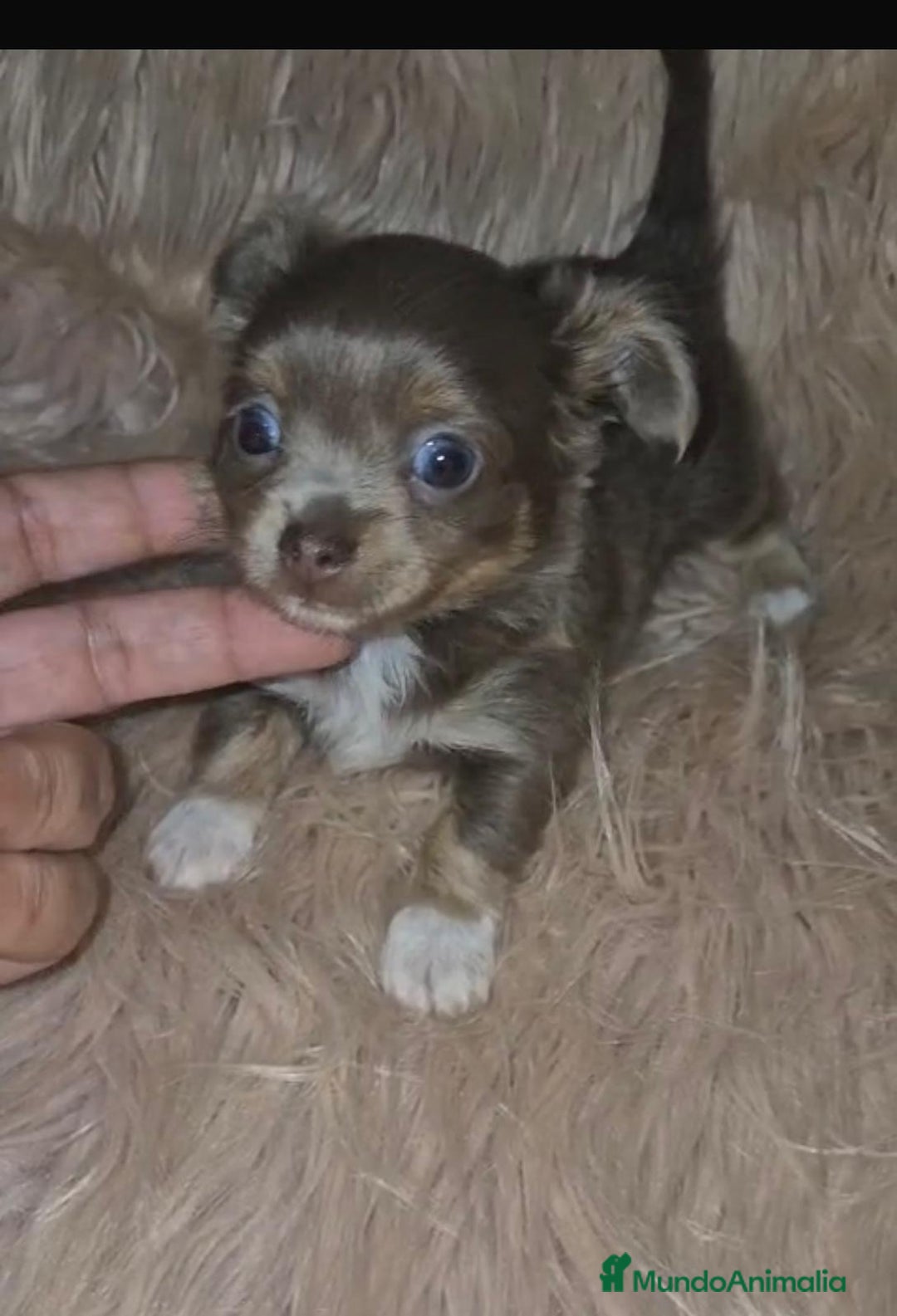 Chihuahua perros en venta: Chihuahua lilac ruso pelo largo  - Imagen 7