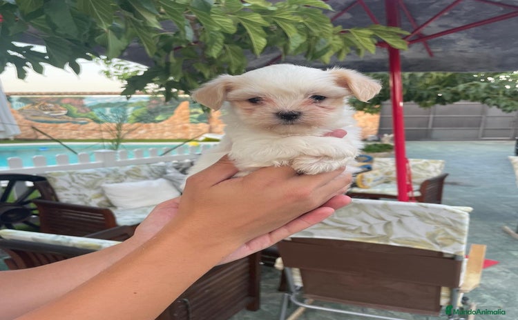 Bichón Maltés perros en venta - Anuncio 2