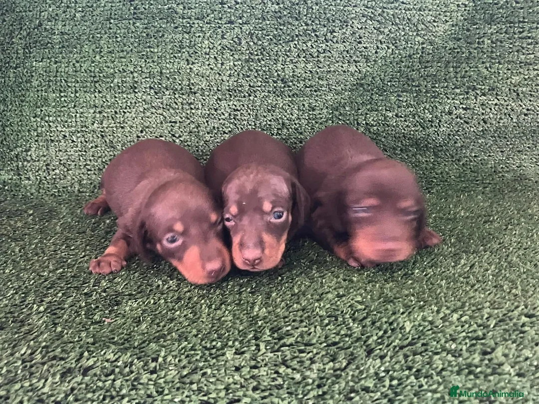 Teckel Miniatura perros en venta: Teckel mini  - Anuncio 6