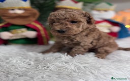 Caniche Toy perros en venta: CANICHE TOY - Anuncio 1