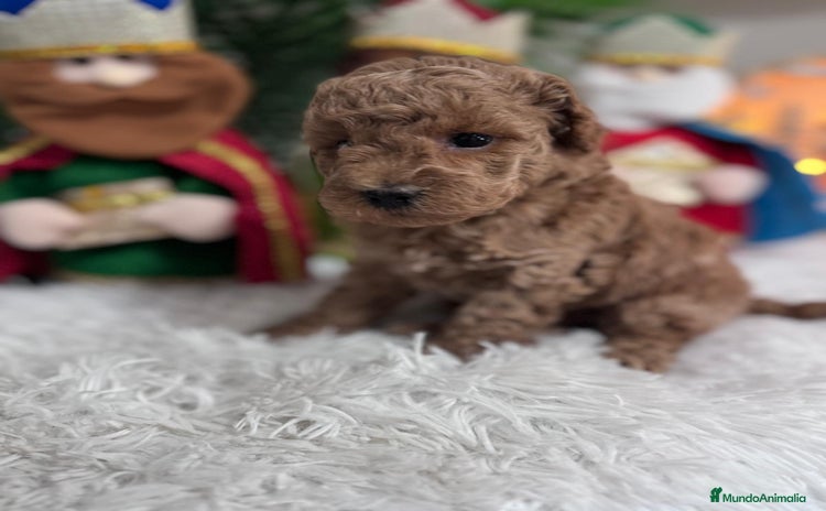 Caniche Toy perros CANICHE TOY - Anuncio 1