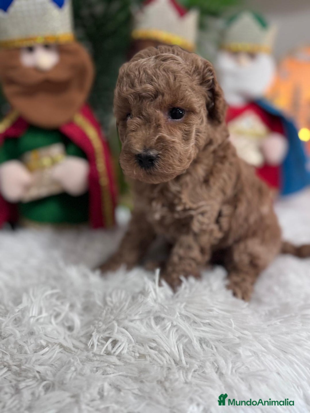 Caniche Toy perros en venta: CANICHE TOY - Anuncio 1