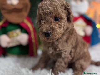 Caniche Toy perros CANICHE TOY - Anuncio 1