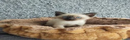 Siamés gatos en venta: Siamés  - Anuncio 3