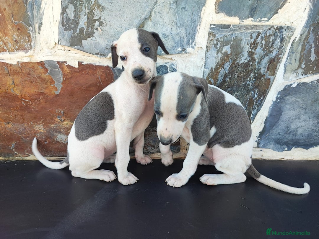 Whippet perros en venta: WHIPPET Blanco y blue  - Imagen 10