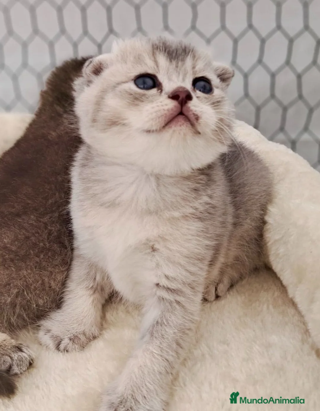 Británico de Pelo Corto Azul gatos en venta: VENTA GATO BRITISH SHORTAIR - Anuncio 3