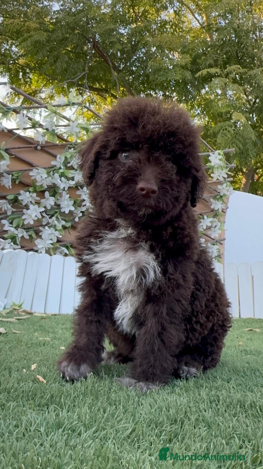Perro de Agua Español perros en venta: PERRO DE AGUA ESPAÑOL - Anuncio 2