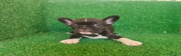 Bulldog Francés perros en venta: Bulldog francés  - Anuncio 11