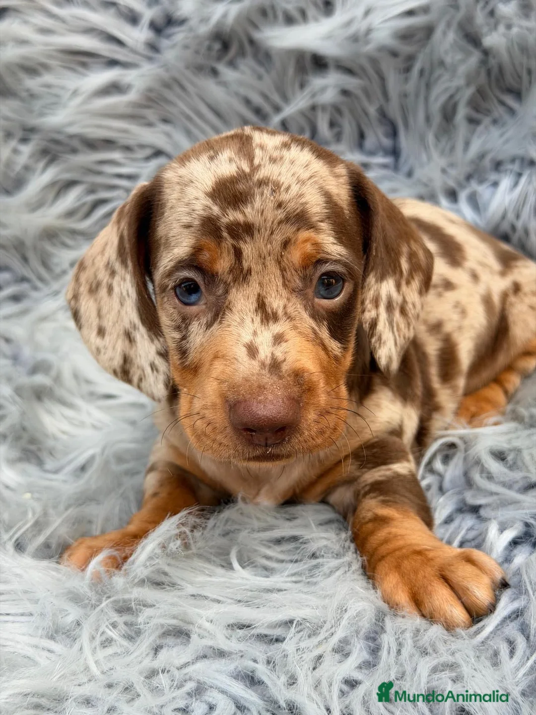 Teckel Miniatura perros en venta: teckel diferentes colores🐾 - Anuncio 2
