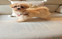 Maltipoo perros en venta: Maltipoo Toy (Tamaño Garantizado) - Imagen 5
