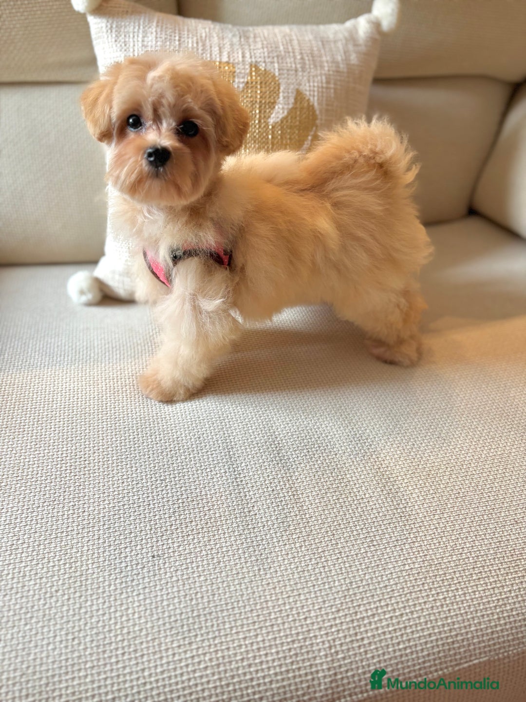 Maltipoo perros en venta: Maltipoo Toy (Tamaño Garantizado) - Imagen 5