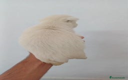 West Highland White Terrier perros en venta: Westy  - Imagen 4