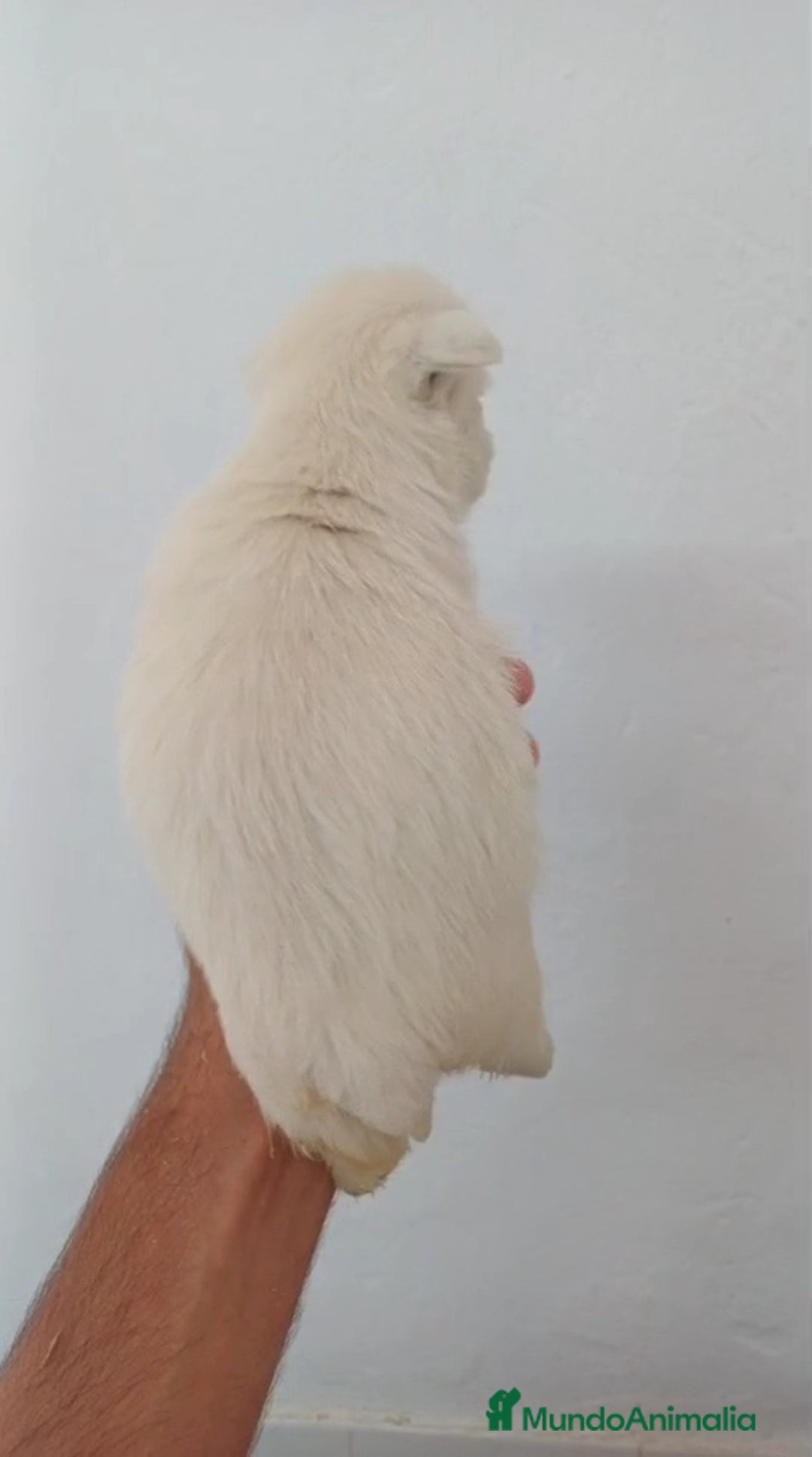 West Highland White Terrier perros en venta: Westy  - Imagen 4