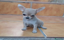 Chihuahua perros en venta: chihuahuas - Imagen 7