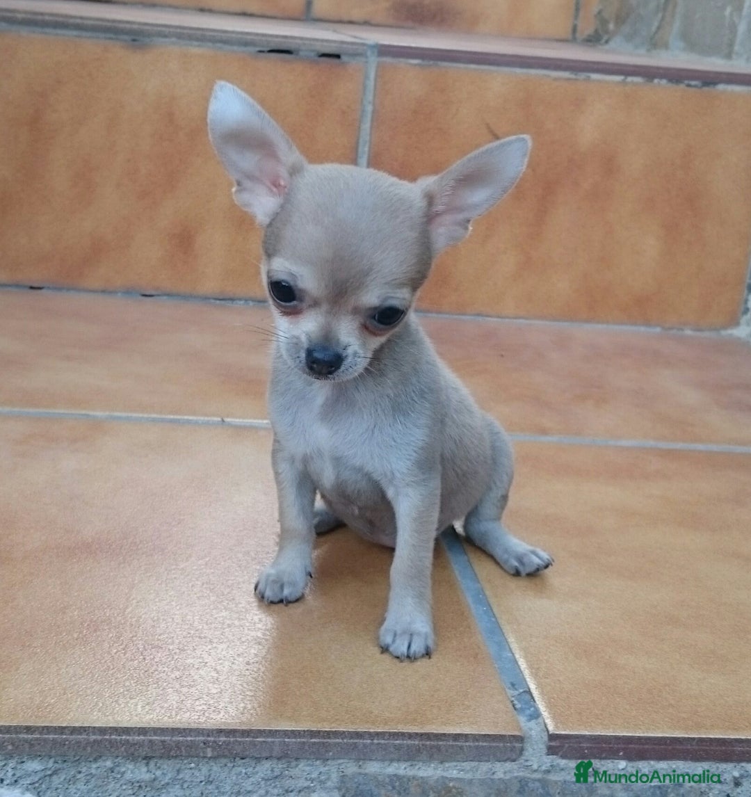 Chihuahua perros en venta: chihuahuas - Imagen 7